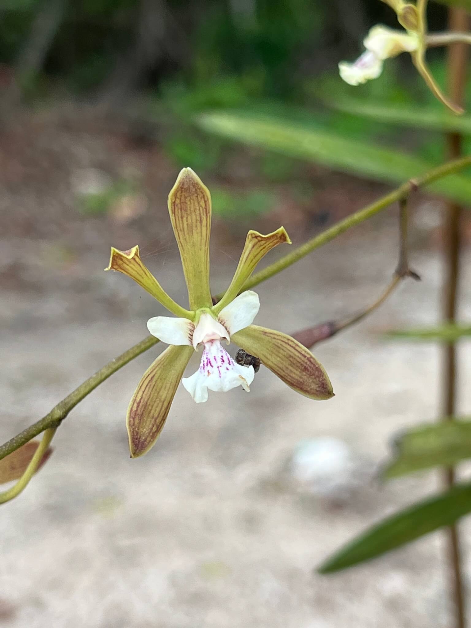Encyclia guatemalensis